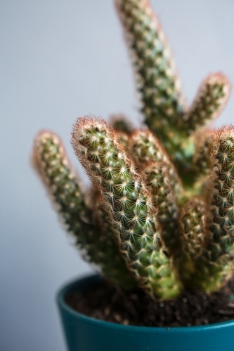 Potted cactus succulent plant
