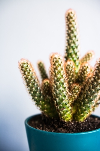 Potted cactus succulent plant - Australian Stock Image