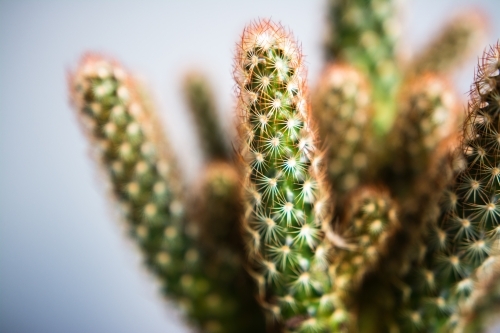 Potted cactus succulent plant - Australian Stock Image