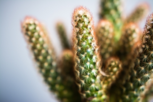 Potted cactus succulent plant