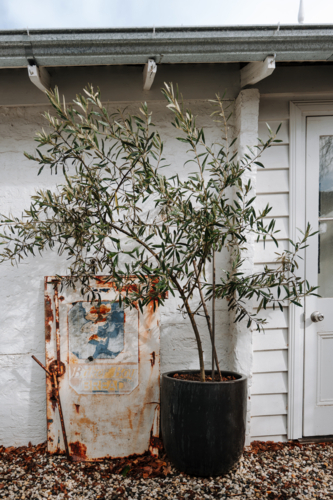 Potted olive tree beside rustic wall and metal sign - Australian Stock Image