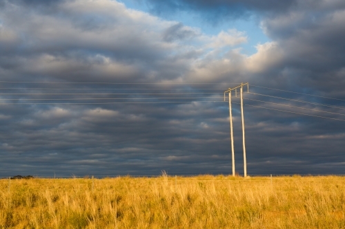 Powerline and power pole in a paddock in rural new south wales