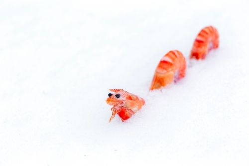 Prawns buried in snow - Australian Stock Image