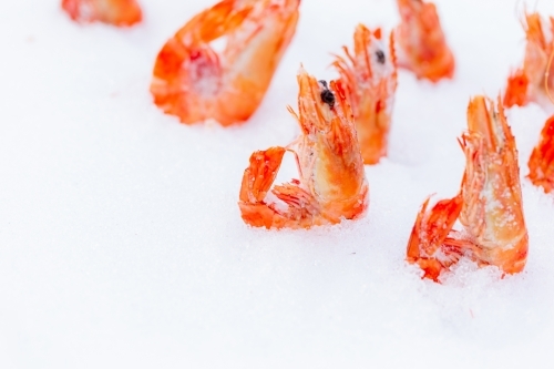 Prawns buried in snow - Australian Stock Image