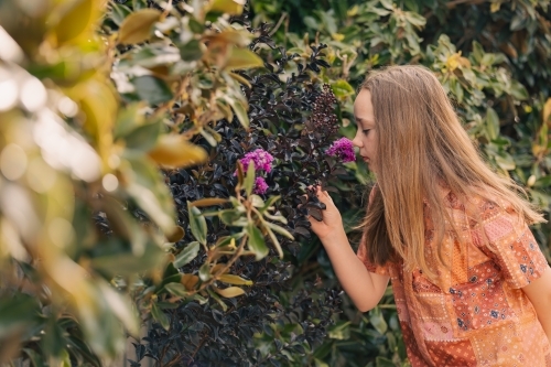 Pre-teen girl smelling crepe myrtle flower in country garden - Australian Stock Image