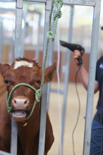 Preparing a cow for the show ring - Australian Stock Image