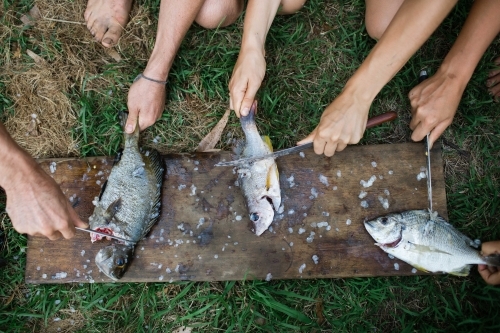 Preparing fresh caught fish - Australian Stock Image