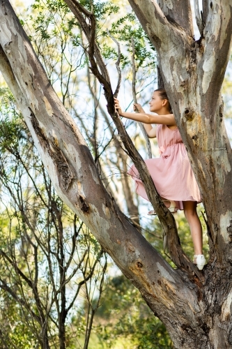 Preteen girl climbing up among gum tree branches