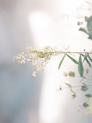 Pretty and dainty backlit white flowers - Australian Stock Image