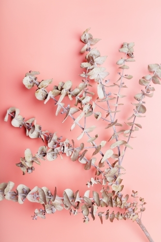 Pretty coral pink background with dried eucalyptus branch - Australian Stock Image