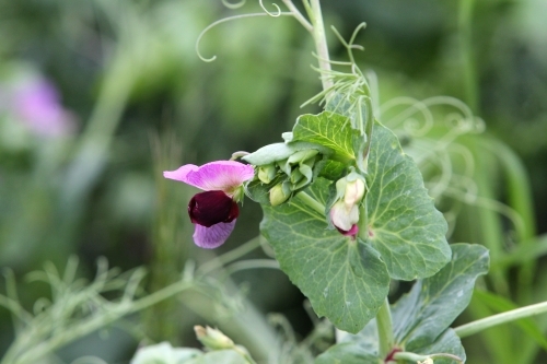 Pretty field pea crop - Australian Stock Image