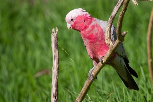 Pretty Galah Sitting on a Branch - Australian Stock Image