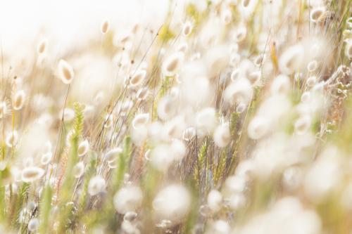 Pretty grass seed heads in golden sunshine - Australian Stock Image