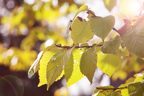 Pretty green autumn leaves with sun flare and bokeh behind - Australian Stock Image