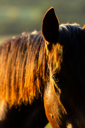 Profile of brown horse face and neck at sunset - Australian Stock Image