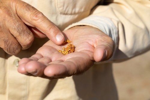 prospector's finger pointing to gold nuggets in his hand - Australian Stock Image