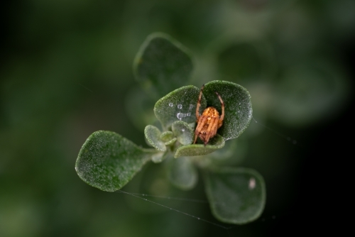 Prostanthera rotundifila with spider in rain