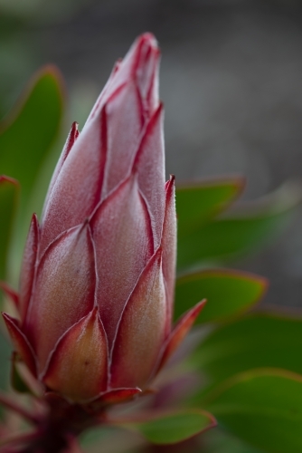 Protea flower closed - Australian Stock Image