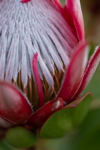 Protea flower open