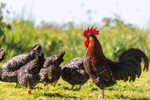 proud black rooster and hens free range grazing on a farm - Australian Stock Image