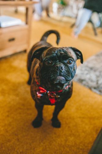 Pug dog wearing bow tie - Australian Stock Image