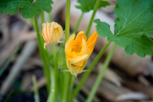 Pumpkin flowers - Australian Stock Image