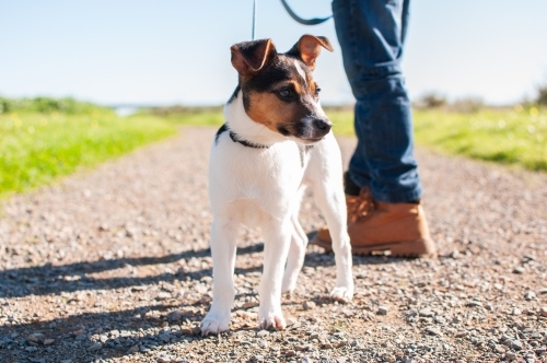 Puppy standing on gravel path with child - Australian Stock Image