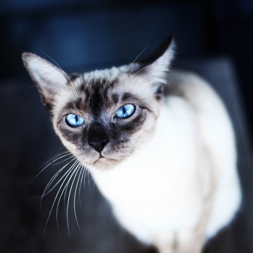 pure-bred rag-doll cat stares upwards with piercing blue eyes, sitting, sharp face, soft focus