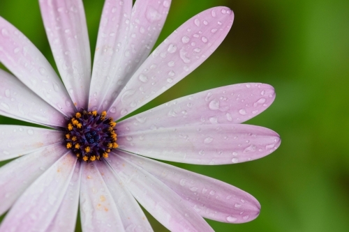 Purple and pink flower with raindrops on petals with a green background