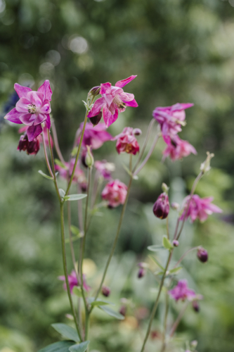 purple aquilegia in the spring garden - Australian Stock Image
