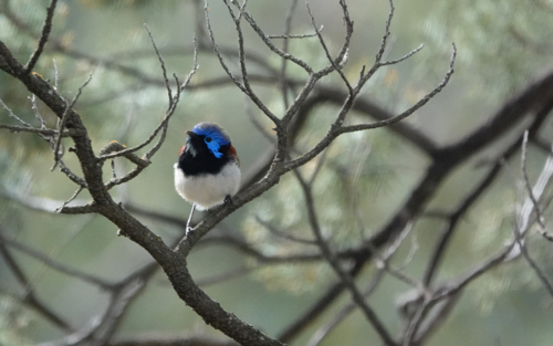 Purple-backed Wren perched in a bush - Australian Stock Image
