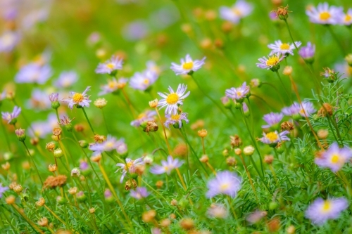 Purple Brachyscome multifida native daisy flowers in garden.