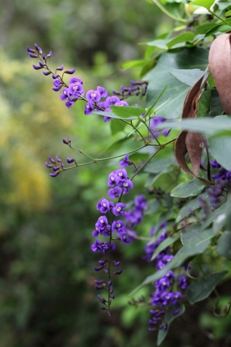 Purple coral pea in flower - Australian Stock Image