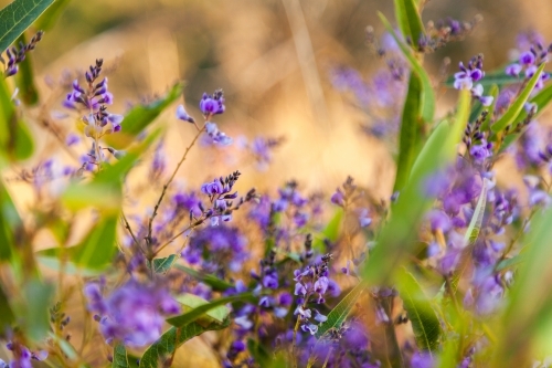 Purple coral-pea native lilac wildflower growing in the bush - Australian Stock Image
