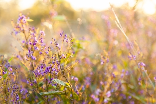 Purple coral-pea native lilac wildflower growing in the bush - Australian Stock Image