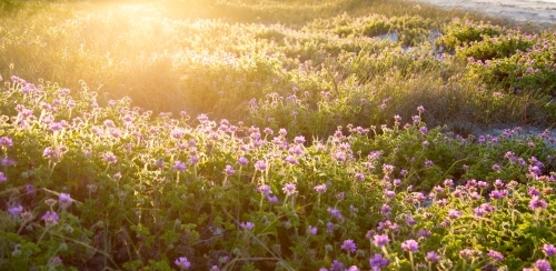 Purple flower geranium dune vegetation - Australian Stock Image