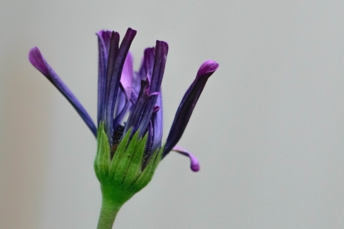 Purple flower with green stem with a neutral background