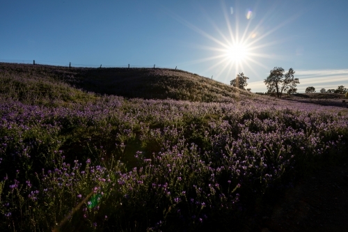 purple flowers on hillside in morning sun - Australian Stock Image