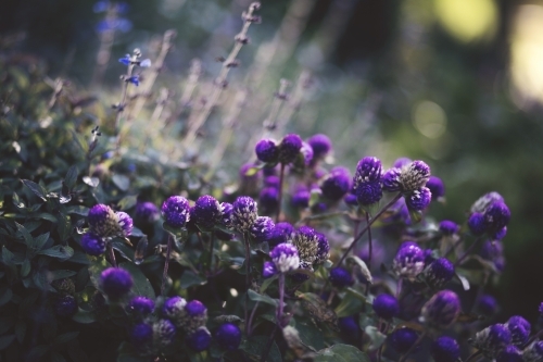Purple flowers up close