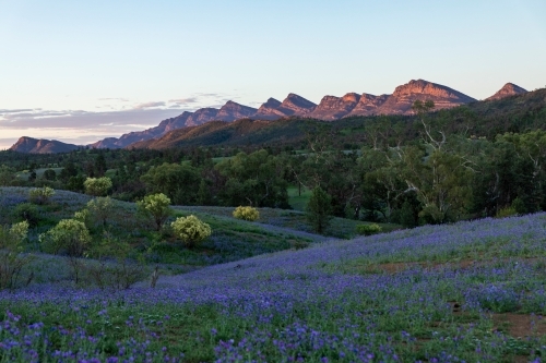 purple flowers with rugged hills in background - Australian Stock Image