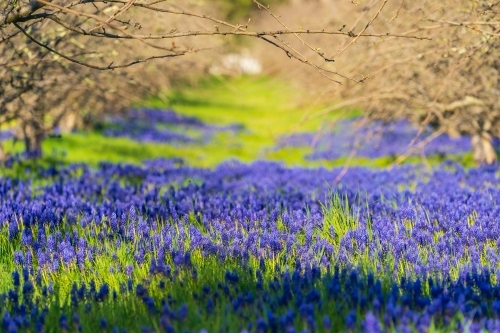 Purple grape hyacinths in between rows of apple trees in an  orchard - Australian Stock Image