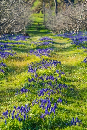 Purple grape hyacinths in between rows of apple trees in an  orchard - Australian Stock Image