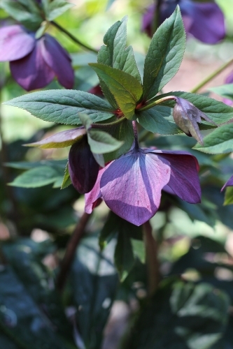 Purple hellebore - Australian Stock Image