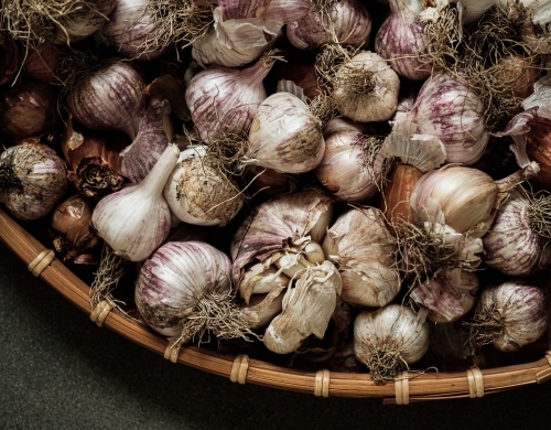 Purple Home grown Garlic Bulbs ready to eat - Australian Stock Image