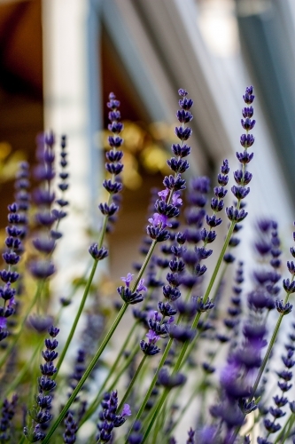 Purple lavender flowers in garden beside house