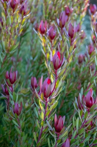 Purple leucadendron flowers - Australian Stock Image