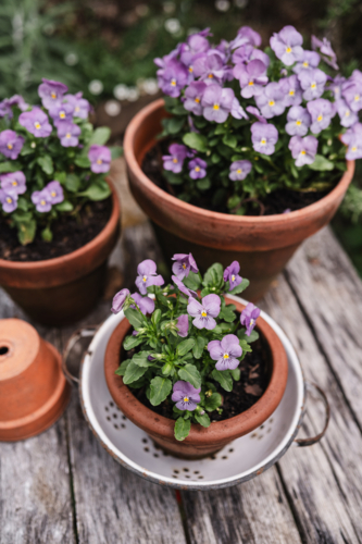 purple potted pansies on a tabletop - Australian Stock Image