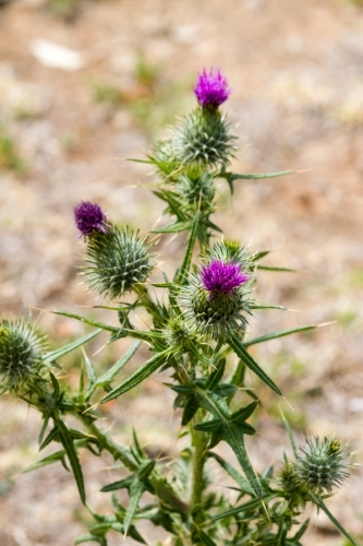 Purple scotch thistle or Wooly Thistle.  Cirsium eriophorum - Australian Stock Image