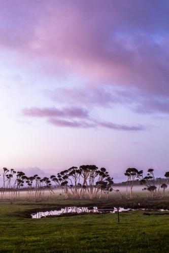 Purple sunrise and mist over a paddock on Tasmania's North West Coast