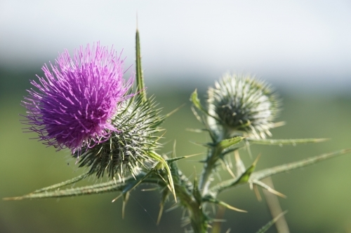 Purple thistle plant - Australian Stock Image